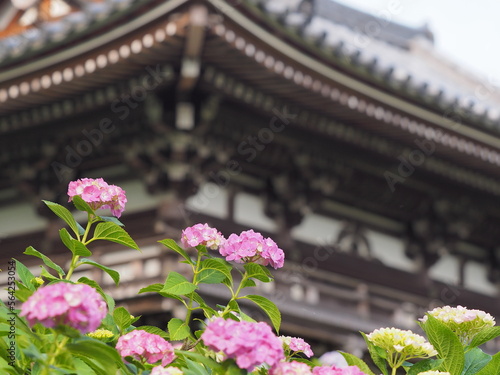 お寺の山門を彩るアジサイ