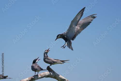 Wild birds in flight fighting for sitting place on a branch of a dead tree, shouting and screaming aggressively. Taken in a nature reserve of South Africa at a local water hole or a dam 