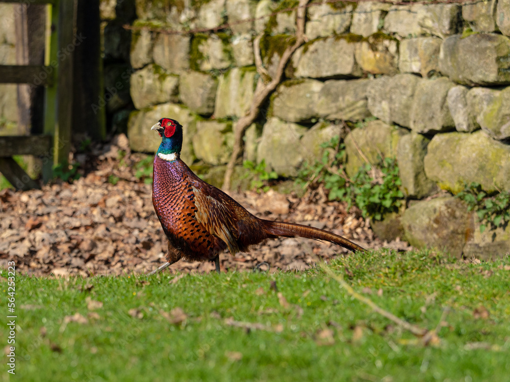 Fototapeta premium Pheasant by drystone wall