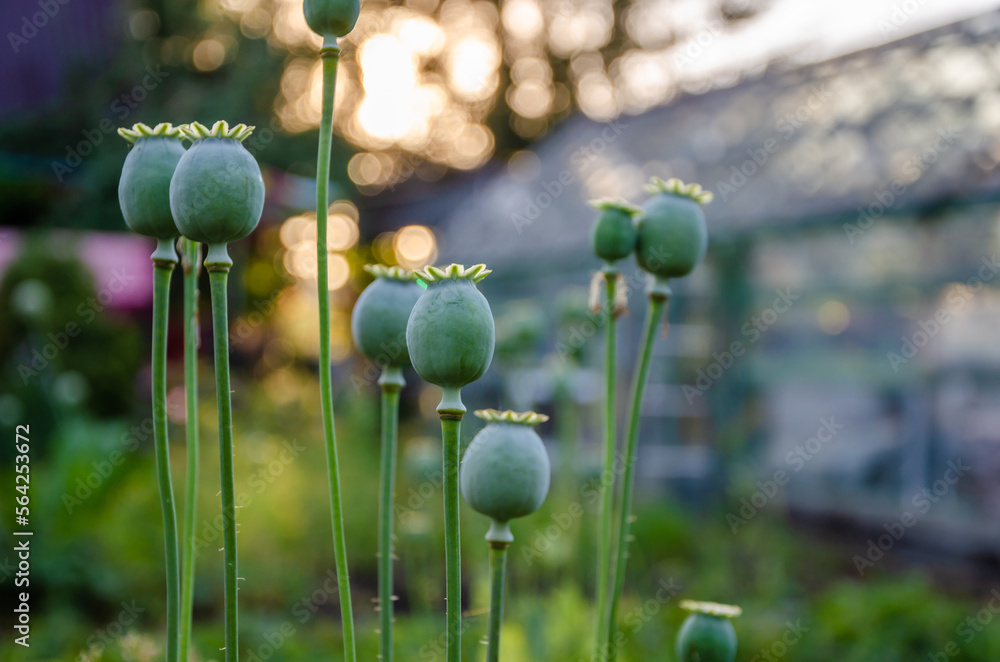 The head of a ripe poppy on green stems in the garden. The head of a ripe poppy on green stems in the garden.