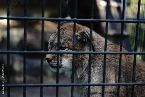 羽村動物園、はむら、動物園、zoo、埼玉、日本、 photo