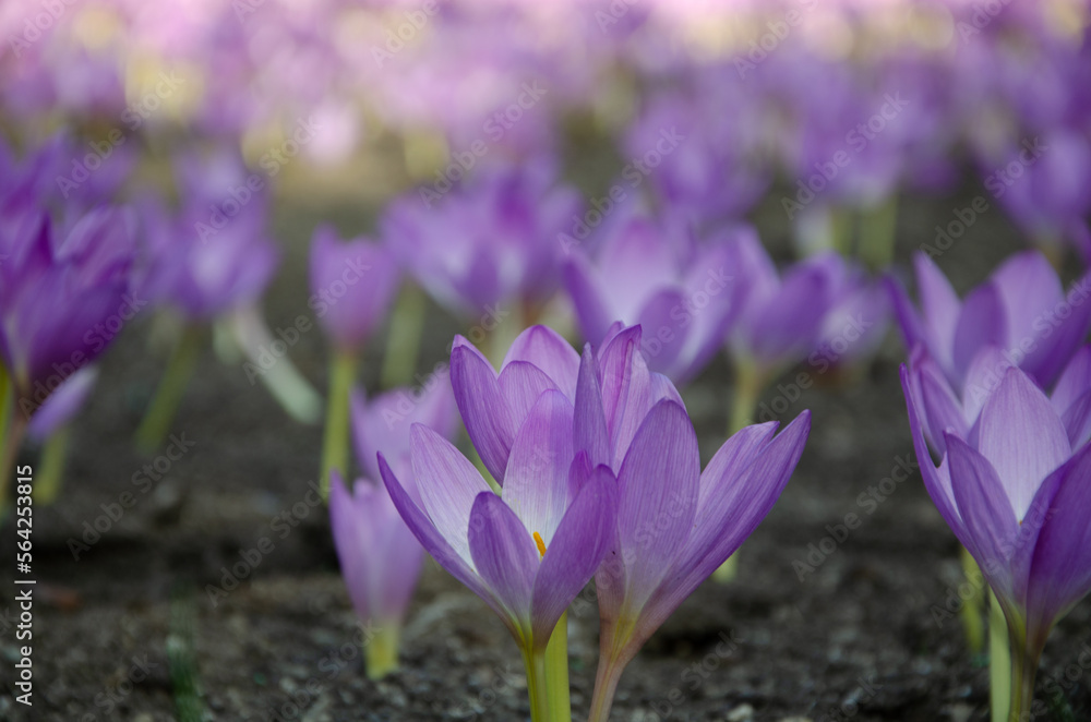 Crocuses are blue in summer in the garden. Crocuses are blue in summer in the garden.