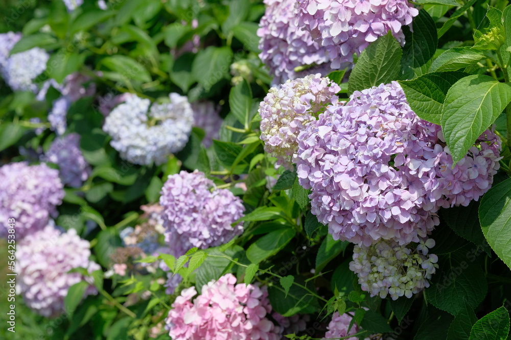 blooming flower of hydrangea tree blooming flower of hydrangea tree