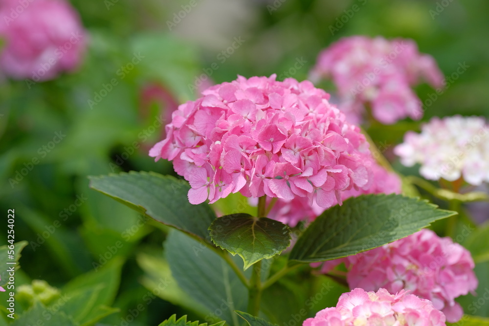 blooming flower of hydrangea tree blooming flower of hydrangea tree