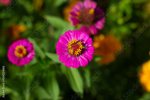 flower in the garden © Timurhan