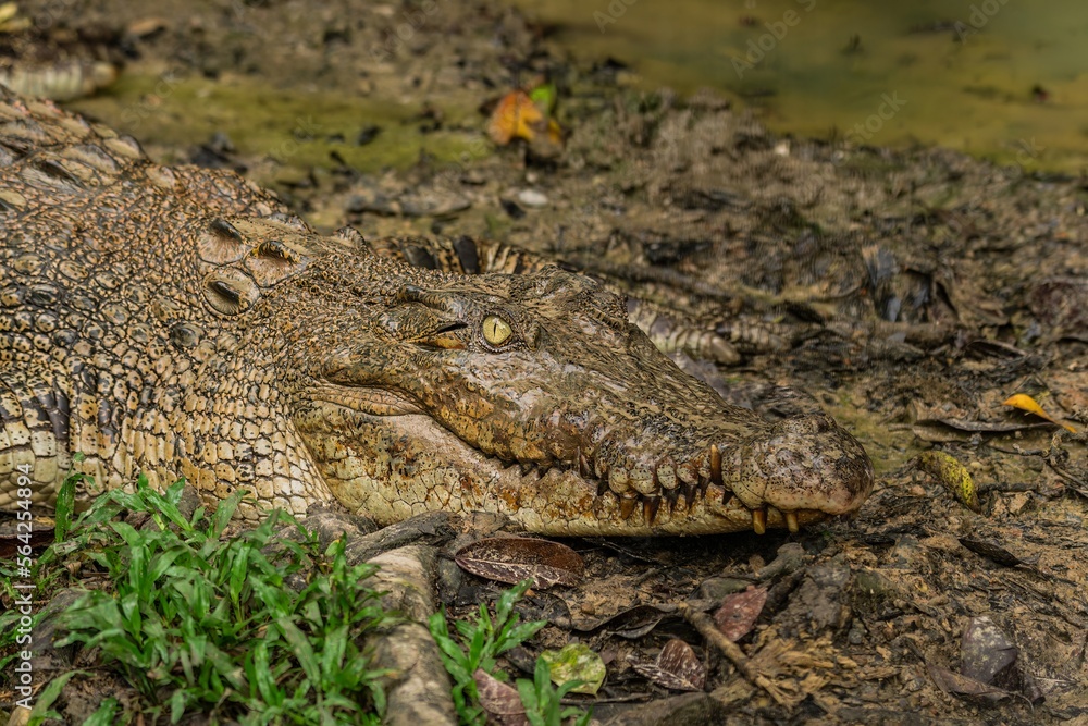 A portrait of a large Saltwater Crocodile in a muddy brown river in Borneo island A portrait of a large Saltwater Crocodile in a muddy brown river in Borneo island