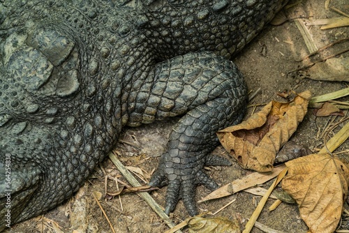 A portrait of a large Saltwater Crocodile in a muddy brown river in Borneo island