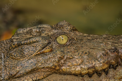 A portrait of a large Saltwater Crocodile in a muddy brown river in Borneo island