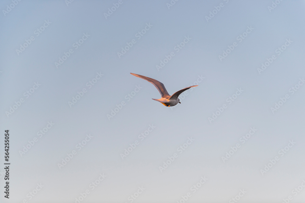 imagen de una gaviota volando con el cielo azul de fondo imagen de una gaviota volando con el cielo azul de fondo