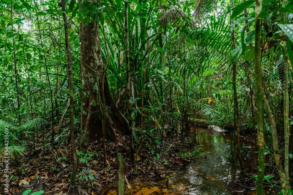 Trail through the jungle in the Bako national park - Borneo Trail through the jungle in the Bako national park - Borneo