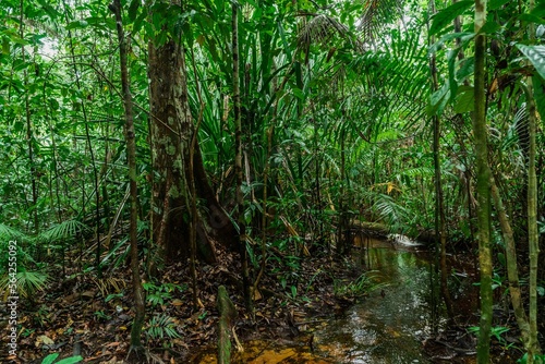 Trail through the jungle in the Bako national park - Borneo © infocusvideo