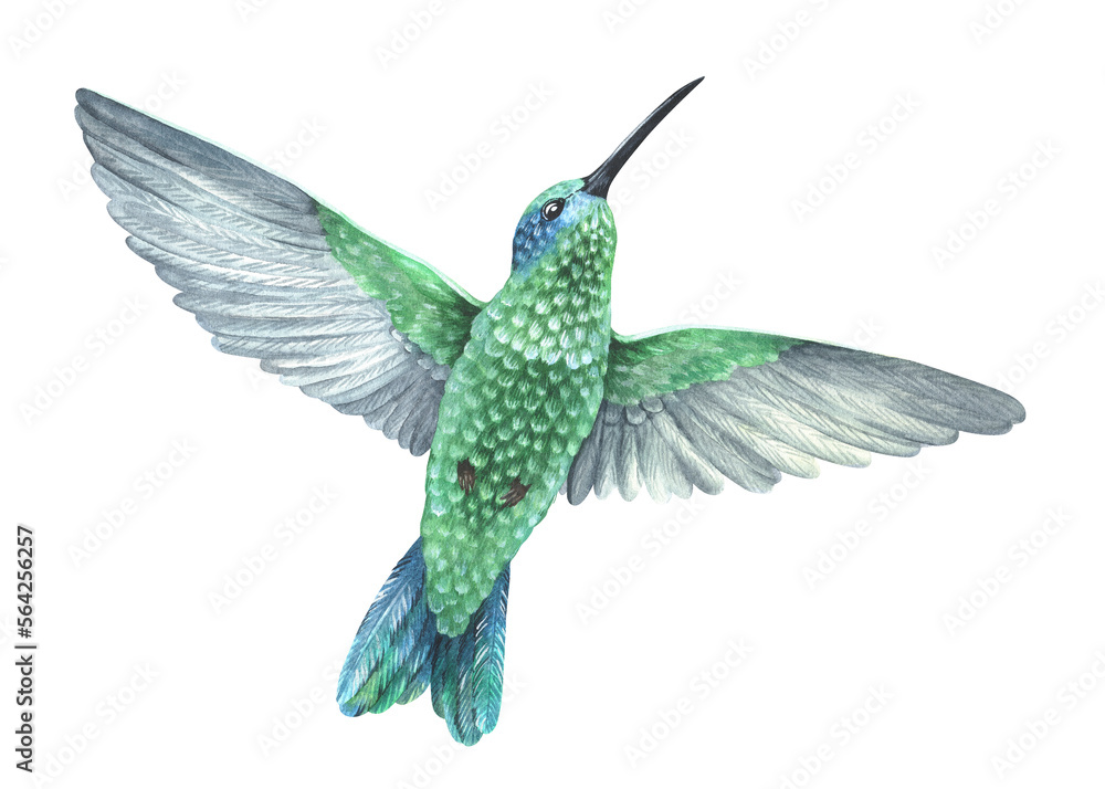 Obraz premium A green hummingbird flies up with spread wings. Tropical exotic bird. Watercolor illustration. Isolated on a white background. For design prints, interior stickers, printing on fabrics and home goods