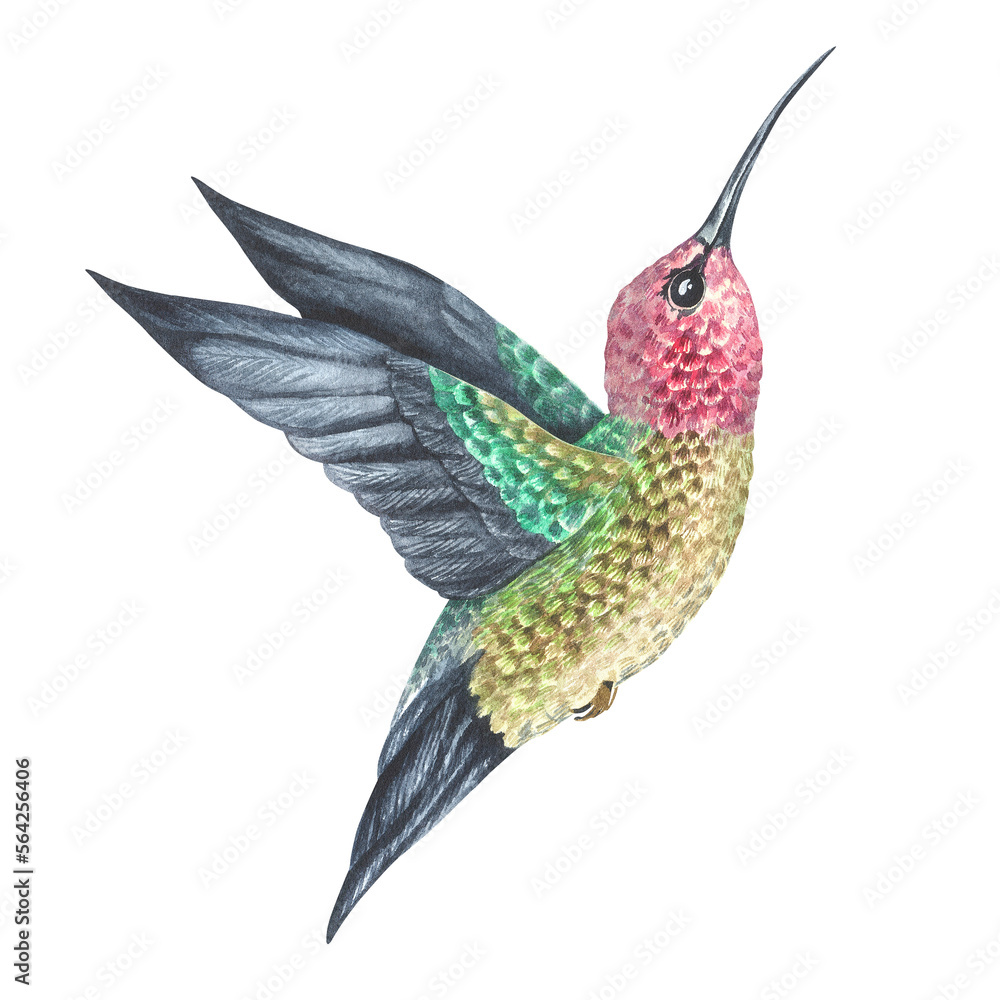 Obraz premium A hummingbird with a pink head (throat) flies up, side view. Watercolor illustration. Tropical exotic bird. Isolated on a white background.For design prints, interior stickers, printing on home goods