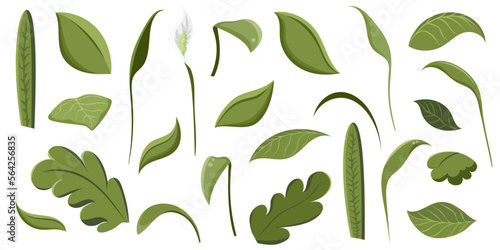 Set of different plant leaves and flowers. Foliage. Home decor and gardening concept. Cute isolated vector illustration for product design and decoration