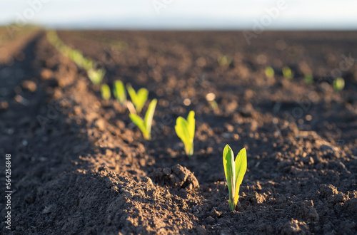 Sprouting corn agriculture on a field in sunset. photo