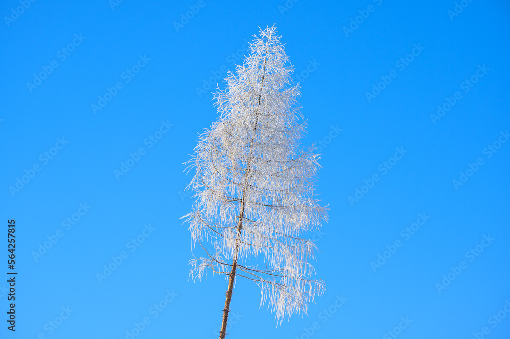 A lone, tall pine tree covered in hoarfrost or rime against a clear blue sky A lone, tall pine tree covered in hoarfrost or rime against a clear blue sky