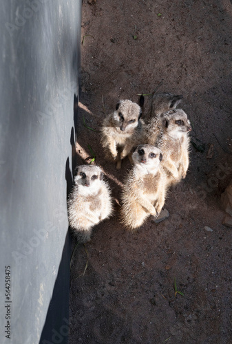 Cute furry meerkats. Nature wildlfie image with plain background. photo