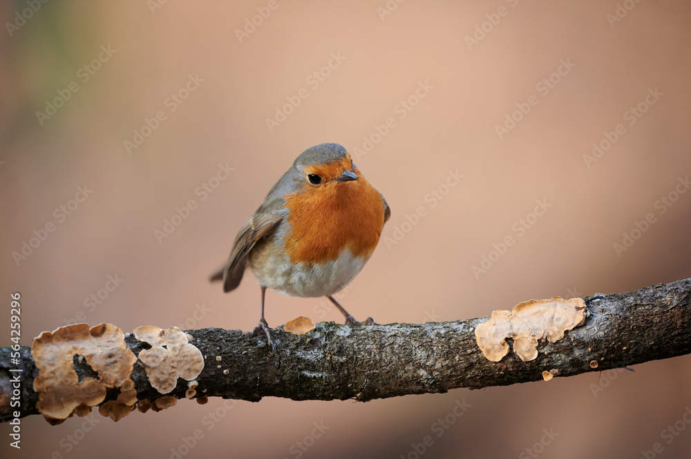 Obraz premium European robin (Erithacus rubecula)