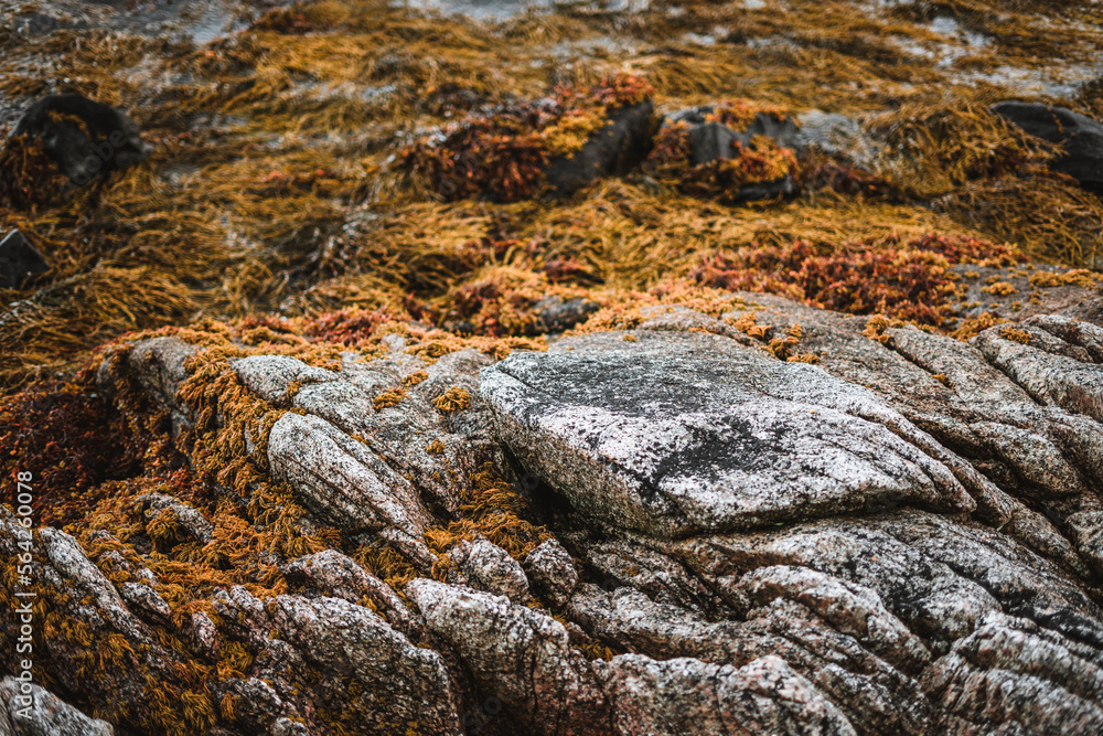 Coast details on the Lofoten Islands, Norway Coast details on the Lofoten Islands, Norway