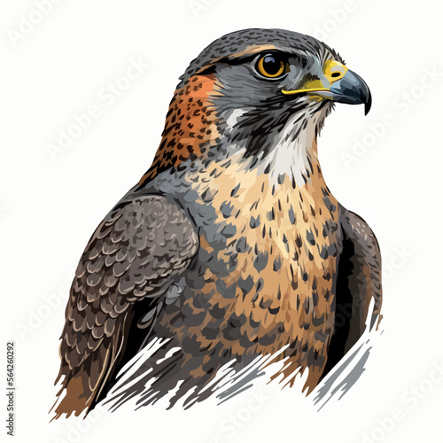 red tailed hawk