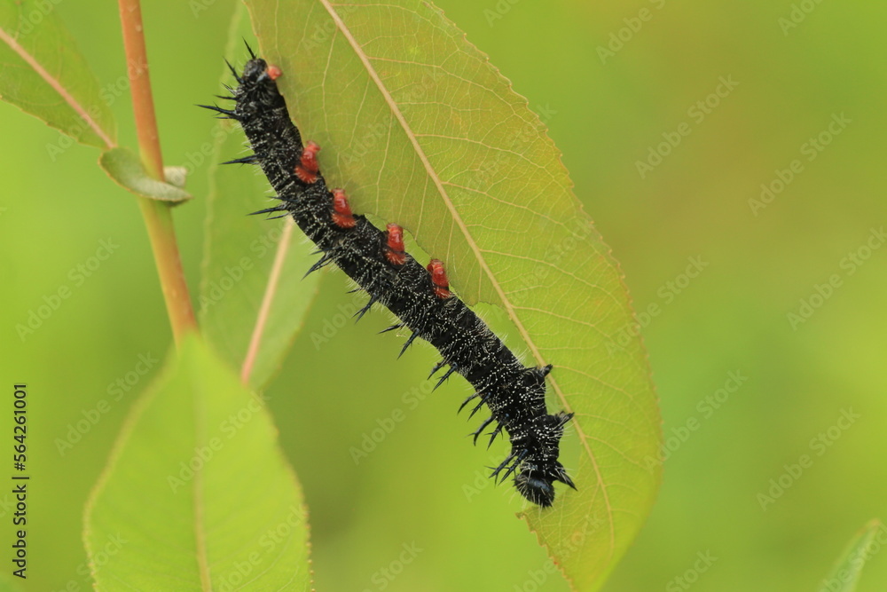 Mourning cloak butterfly (Nymphalis antiopa) caterpillar eating willow