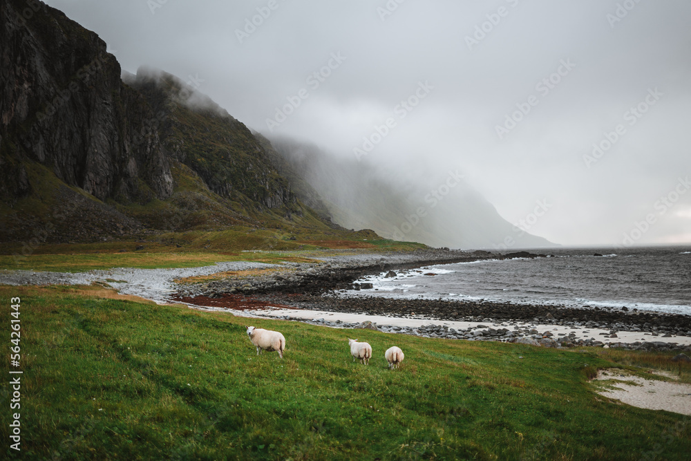 Sheeps strolling around on the Lofoten Islands, Norway - obrazy, fototapety, plakaty 