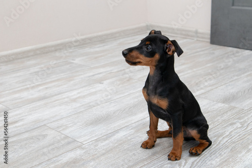 Small dog at home. Pinscher puppy sitting on a wooden floor