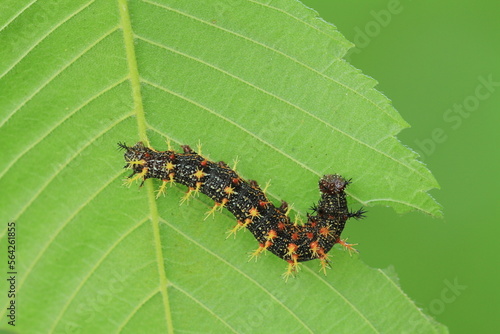 Question mark butterfly (Polygonia interrogationis) caterpillar eating elm leaf