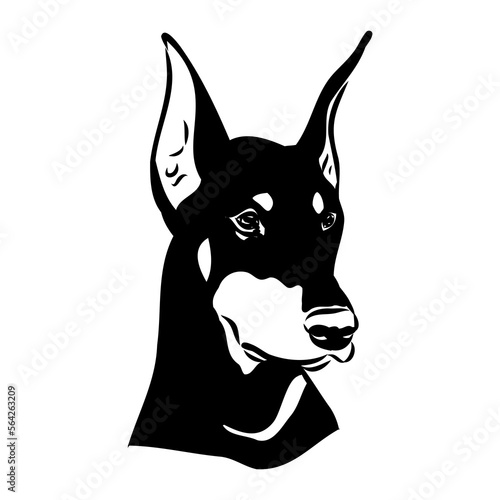 Doberman, dog, black and white vector illustration. Portrait. The head of a domestic animal. Tattoo. Clipart, laser cutting. Stock image isolated on white background.