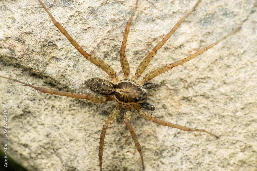 Indian wolf spider, Lycoside sp, Satara, Maharashtra, India Indian wolf spider, Lycoside sp, Satara, Maharashtra, India