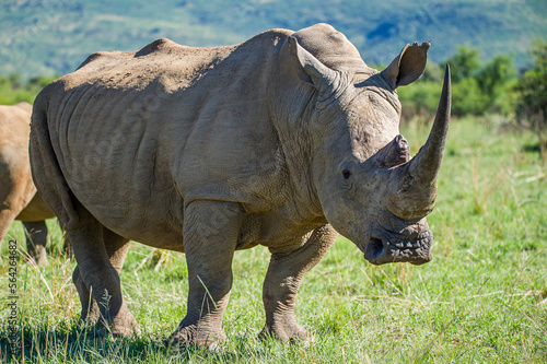 White rhino in the wild