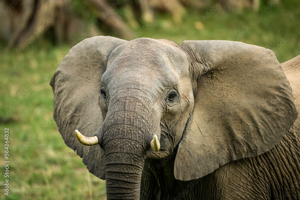 Obraz premium Female elephant looks up 