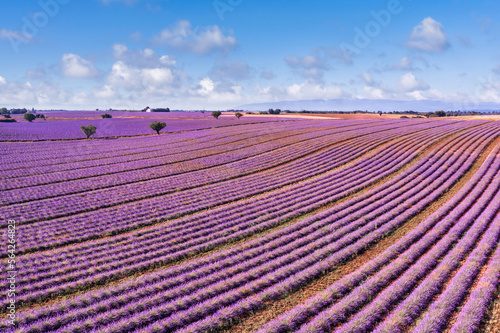 Aerial view of lavender fields in bloom in Provence, landscape of France. Wonderful scenery, amazing summer picturesque blooming lavender flowers, peaceful sunny view, agriculture. Idyllic nature © icemanphotos