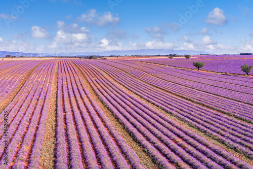 Aerial view of lavender fields in bloom in Provence, landscape of France. Wonderful scenery, amazing summer picturesque blooming lavender flowers, peaceful sunny view, agriculture. Idyllic nature