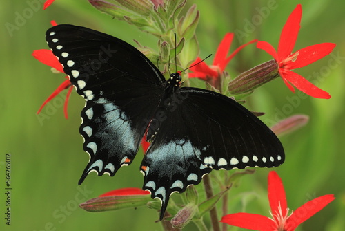 Spicebush swallowtail butterfly male (papilio troilus)  on royal catchfly (Silene regia)