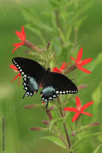 Photography Spicebush swallowtail butterfly female (papilio troilus) on royal catchfly (Sile