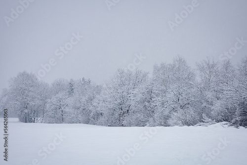 trees in snow © TomKlar