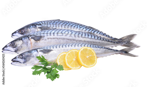Fresh fish mackerel isolated photo
