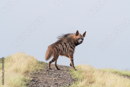 Striped hyena, Hyaena hyaena, Satara, Maharashtra, India