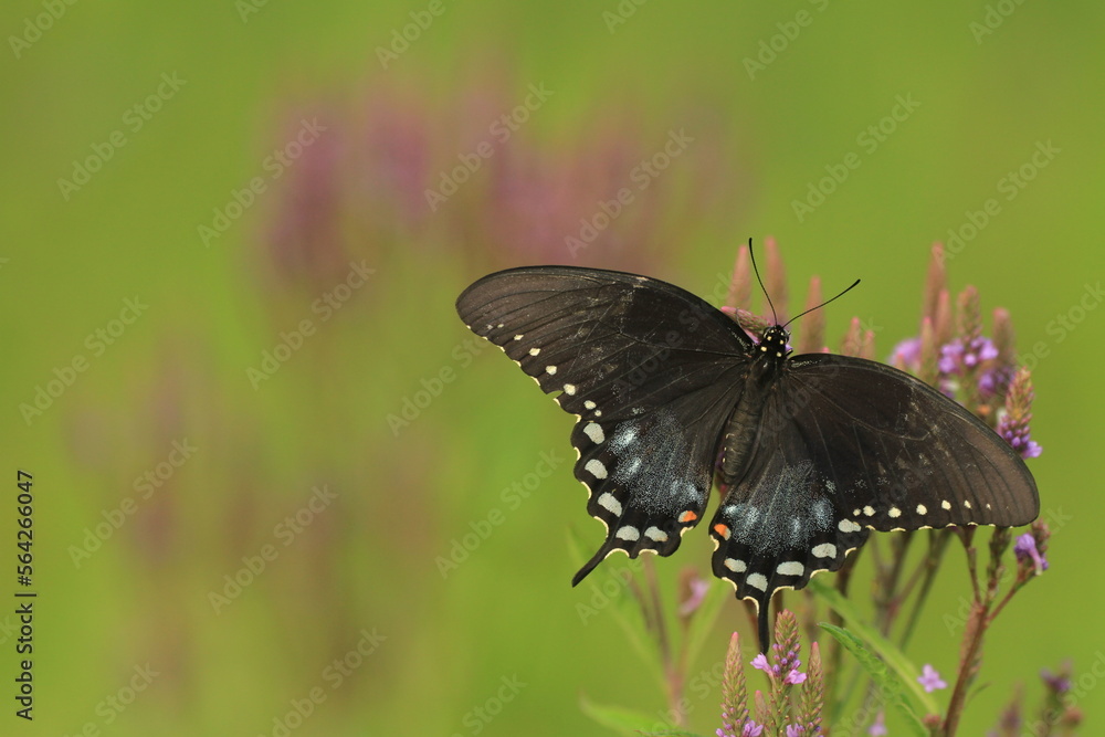 Fototapeta premium Spicebush swallowtail butterfly female (papilio troilus) on blue vervain (verbena hastata)