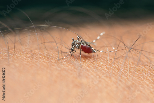 Mosquito of dengue, Satara, Maharashtra, India