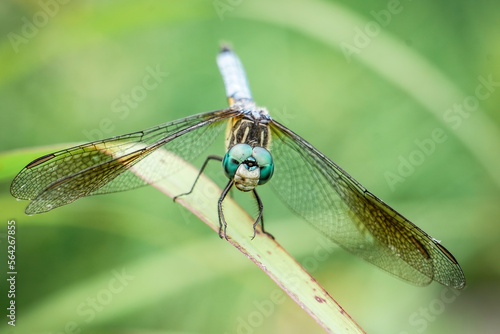 Macro Green Dragonfly Has Huge Eyes in Close Up Photo