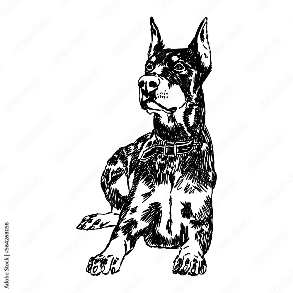 Doberman, dog, black and white vector illustration. Portrait. The head of a domestic animal. Tattoo. Clipart, laser cutting. Stock image isolated on white background.