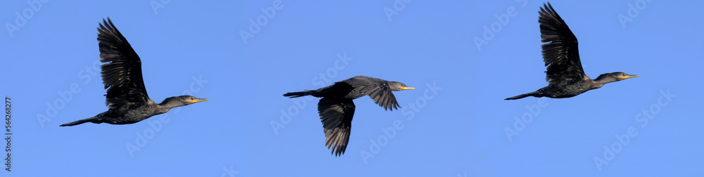 Nature Photo Cormorant flight composition Nature Photo Cormorant flight composition