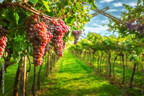 grape harvest Italy