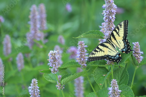 Eastern tiger swallowtail butterfly female (papilio glaucus) on anise hyssop