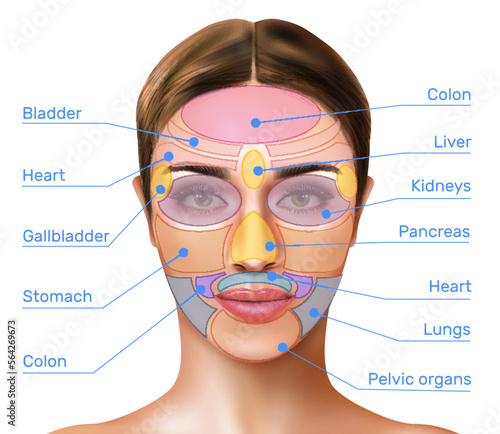 Face Mapping Infographics