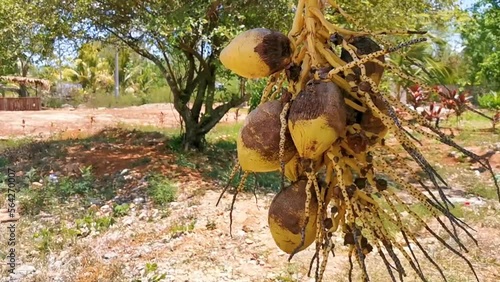 Yellow coconuts hanging on the stall in tropical nature Mexico. photo