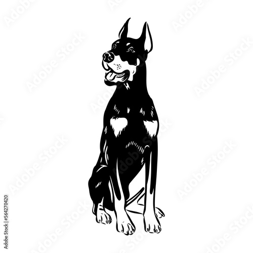 Doberman, dog, black and white vector illustration. Portrait. The head of a domestic animal. Tattoo. Clipart, laser cutting. Stock image isolated on white background.