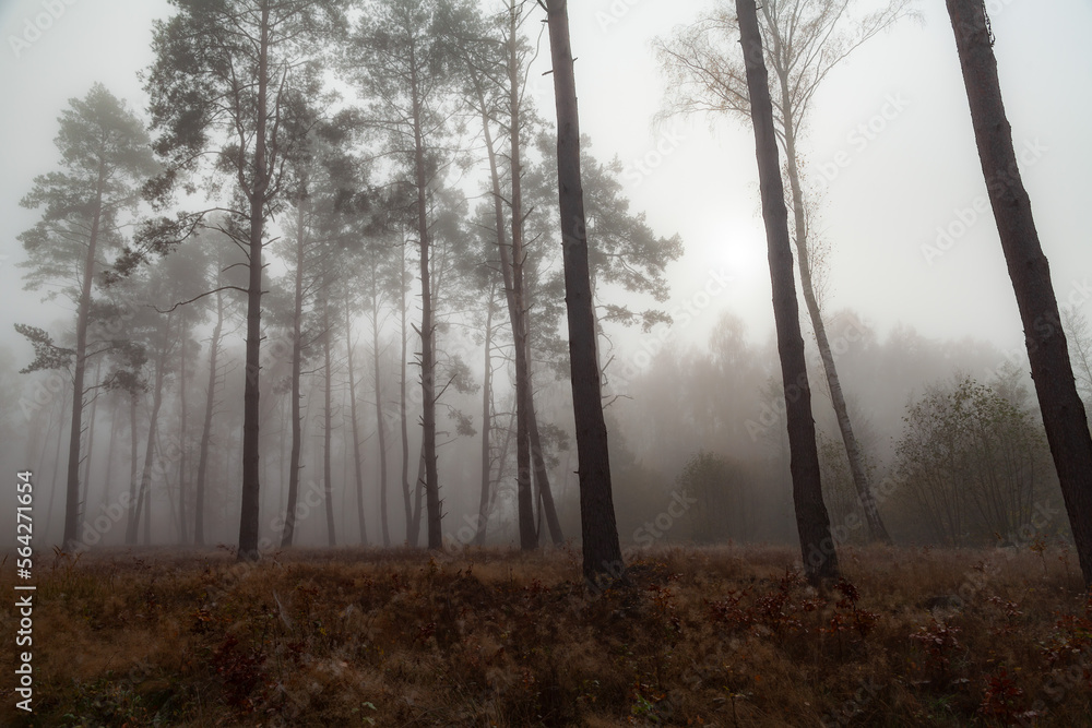 Fog in the autumn pine forest